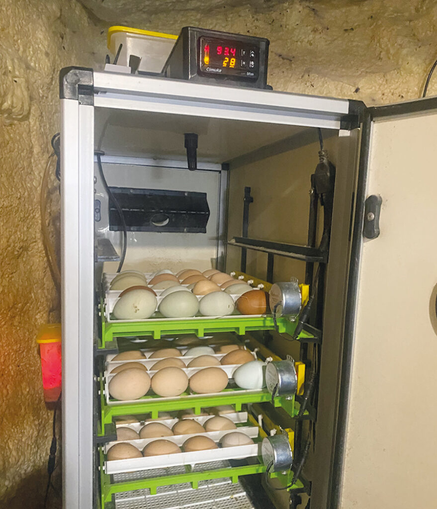 Ce cabinet d’incubation, acquis l’année dernière, permet de faire à la fois l’incubation et l’éclosion des œufs. On peut y contrôler tant la température que l’humidité. Photo : Émilie Parent-Bouchard