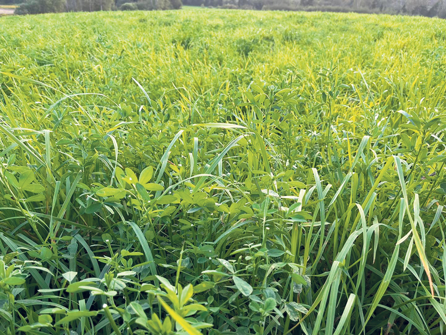 Les plantes fourragères pérennes présentent plusieurs avantages, selon le président du CQPF. Photo : Gracieuseté du CQPF