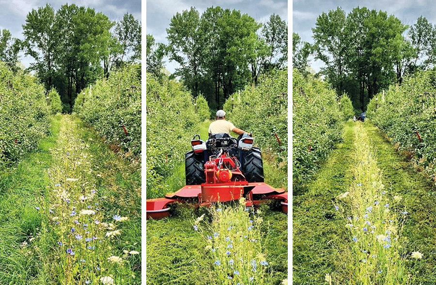 La bande fleurie doit résister au passage régulier du tracteur. Photo : Gracieuseté de Daniel Cormier