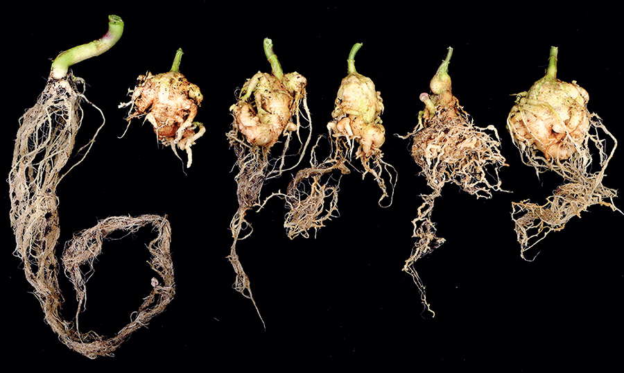 Plantes de canola infectées. Photo : Gracieuseté de Jean-Baptiste Leducq