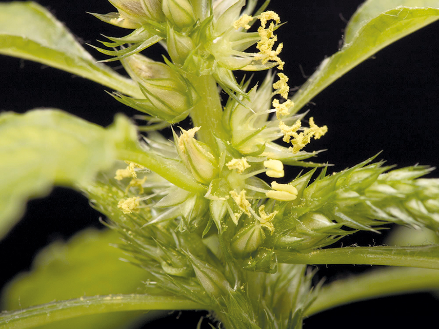 L’amarante de Palmer n’est pas encore implantée au Québec, mais sa présence a été confirmée en Ontario, à proximité de la frontière. Photo : Laboratoire d’expertise et de diagnostic en phytoprotection - MAPAQ