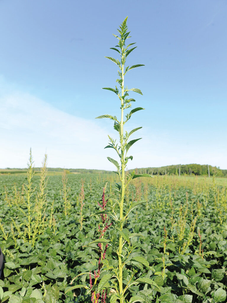 L’amarante tuberculée est déjà bien implantée au Québec depuis 2017. Sa progression rapide et sa capacité à développer des résistances en font un défi majeur. Photo : Laboratoire d’expertise et de diagnostic en phytoprotection - MAPAQ