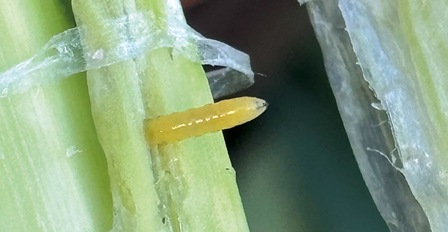 Les larves de la mineuse du poireau creusent directement dans les tissus des plants. Quand elles atteignent le bulbe, le légume devient invendable. Photo : Gracieuseté de l’Agence canadienne d’inspection des aliments
