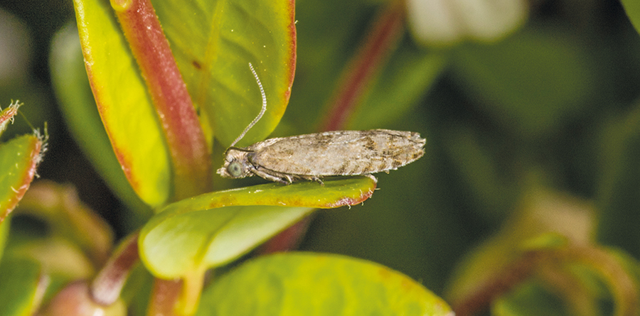 La tordeuse des canneberges, l’insecte nuisible le plus dévastateur pour cette culture peut anéantir une récolte entière. Photo : Gracieuseté d’Agriculture et Agroalimentaire Canada