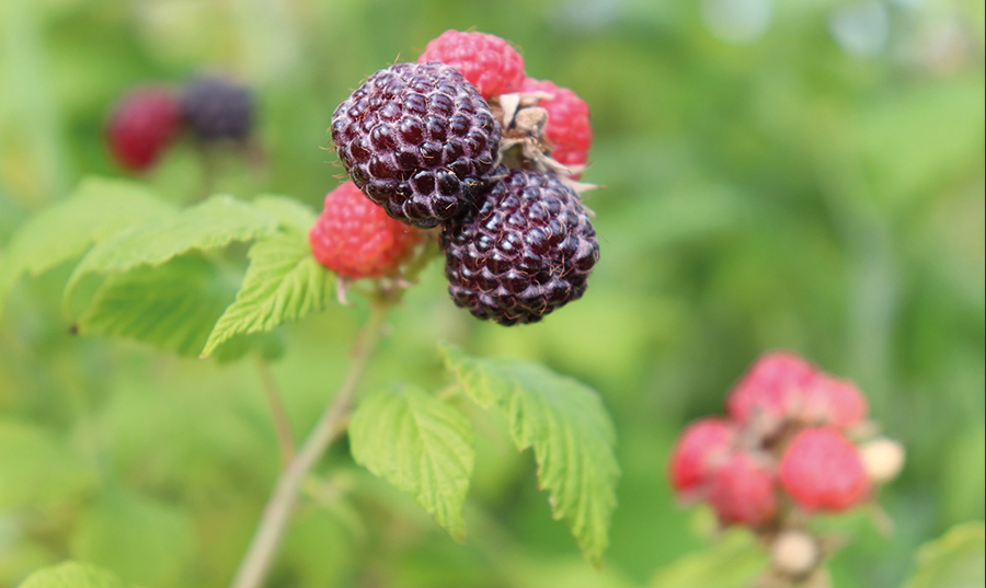Les framboises poussent en quantité à la Ferme Ô Saine Terre, qui les propose à d’autres fermes bio du Réseau des fermiers-ères de famille pour compléter leurs paniers. Photo : Gracieuseté de la Ferme Ô Saine Terre