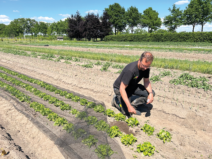 La culture en bandes alternées jouit aussi d’un vent favorable aux Pays-Bas, entre autres dans les fermes maraîchères. Photo : Gracieuseté d’Annie-Ève Gagnon