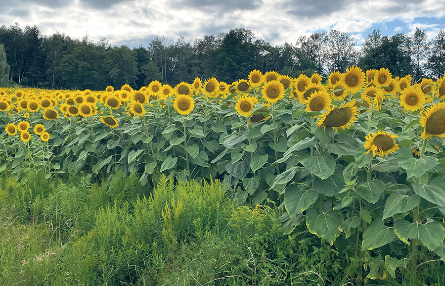 Aujourd’hui, Culti-Boivin cultive environ cinq acres de tournesol, avec un rendement moyen d’une tonne à l’acre et une efficacité de transformation de l’ordre de 300 litres d’huile par tonne. Photo : Gracieuseté de Benjamin Boivin