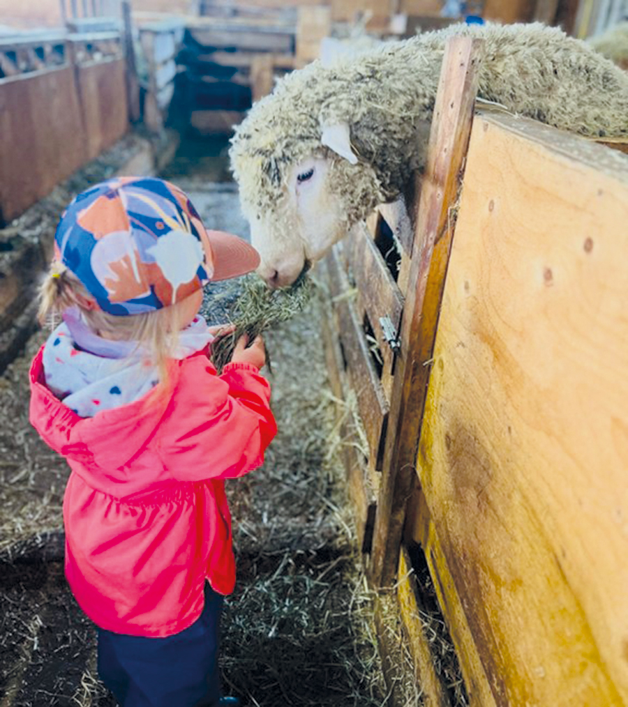 Au cœur de leurs priorités se trouve le bien-être de leurs animaux, qui bénéficient pleinement de la saison estivale pour profiter du pâturage. Aujourd’hui, la ferme se spécialise non seulement dans l’élevage de sujets reproducteurs, mais aussi dans une mise en marché innovante et de proximité. Même la fille du couple, Juliette, participe au projet en prennant bien soin des agneaux de la bergerie.