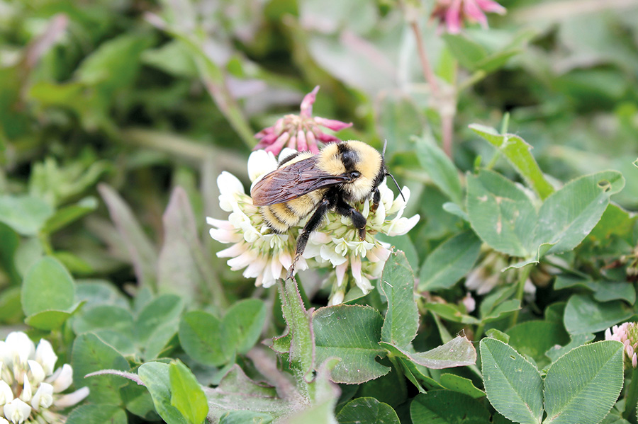 Malgré la popularité des ruches commerciales, différentes tentatives sont menées afin de ramener et d’attirer dans les champs les pollinisateurs sauvages, comme ce bourdon ardent. Photo : Gracieuseté d’Amélie Morin, Université Laval
