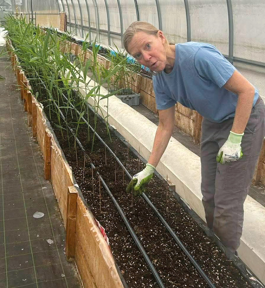 La productrice Sophie Gendron transplante les petits plants de gingembre dans des bacs de culture dans sa serre.