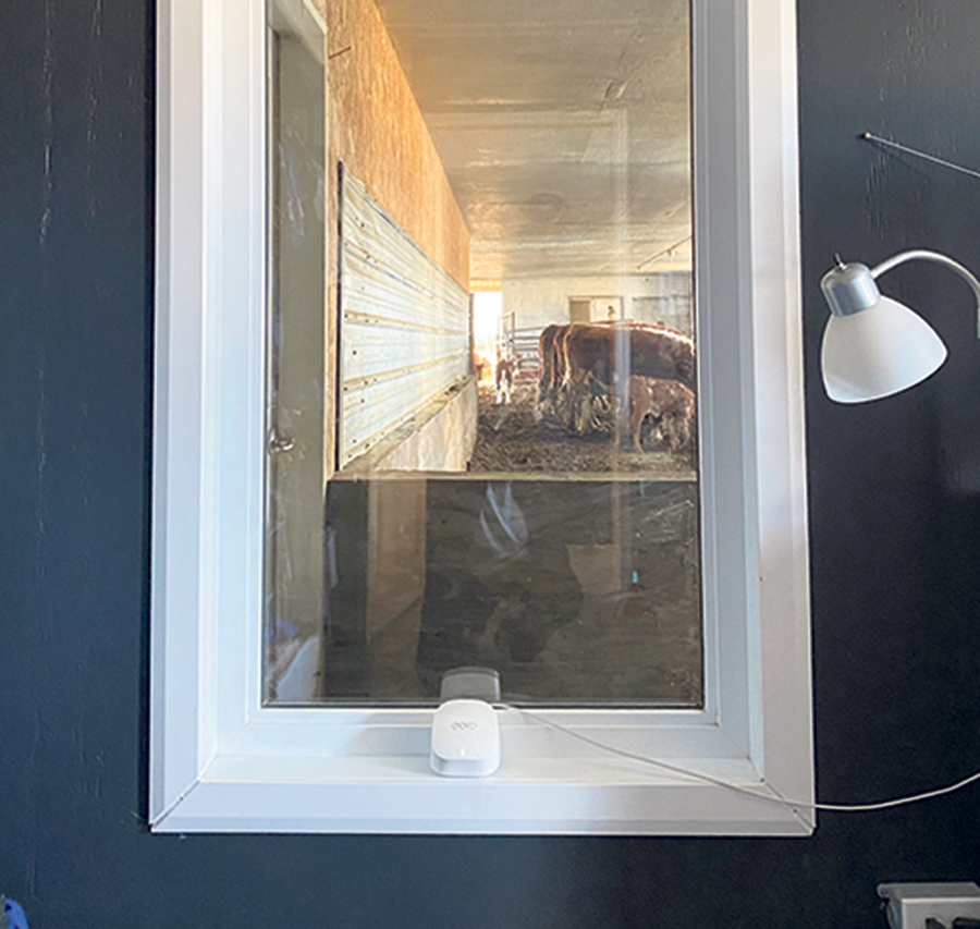 De la chambre des propriétaires, on peut apercevoir les vaches et les veaux circuler.