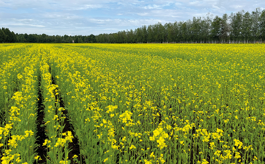 Déchiquetée et enfouie dans le sol, la moutarde a un effet biofumigant pour la culture de carottes qui suit, tuant les nématodes et les mauvaises herbes.