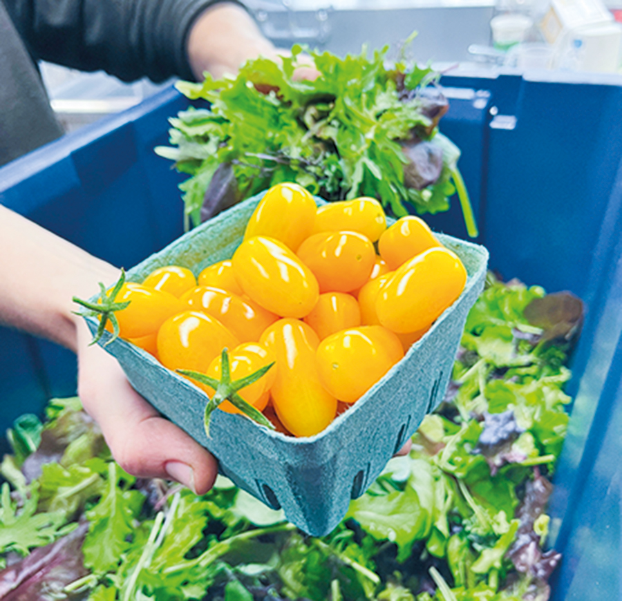Ses ventes de légumes bio se font notamment par un concept de mini-marché, où les gens choisissent ce qu’ils veulent pour des montants préétablis. Photo : Martin Ménard/TCN