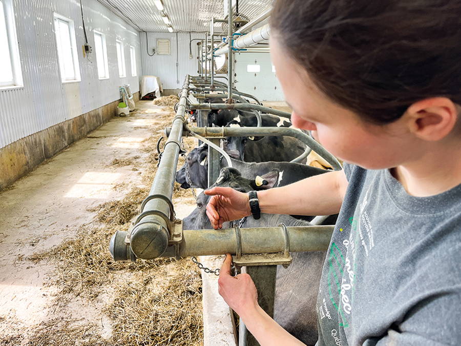 Véronique a avancé la barre afin de diminuer les blessures au cou des vaches. Pousser la nourriture plus souvent devant les bêtes aide aussi à diminuer ce type de blessure.