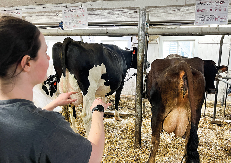 Véronique Boyer aime placer les vaches selon leurs affinités, comme ici, deux bonnes copines que sont Félicie et Yggdrasil.