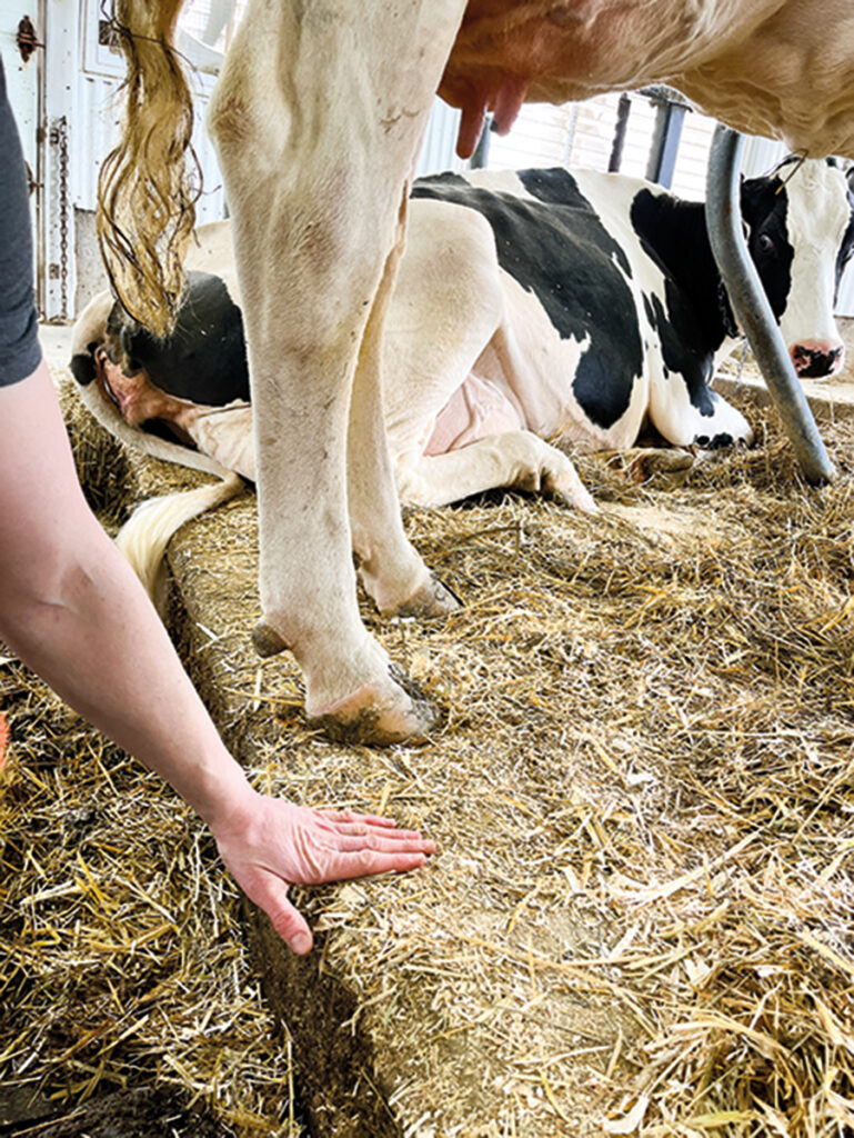 Une vache qui se tiendrait sur le rebord de la stalle pour enlever du poids sur une portion de son pied indiquerait un signe de boiterie.
