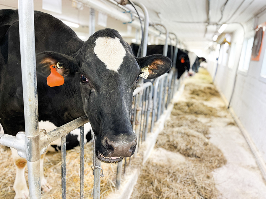 Quand une vache beugle et qu’elle demeure habituellement silencieuse, en voilà une autre qui parle à Véronique pour lui dire que quelque chose ne va pas.
