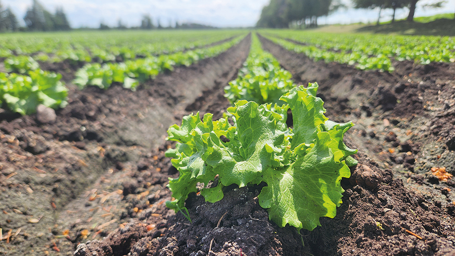La laitue frisée est l’une des trois variétés cultivées dans les champs de terre noire de la famille St-Jacques, à Sainte-Clotilde, en Montérégie. Photo : Patricia Blackburn/TCN