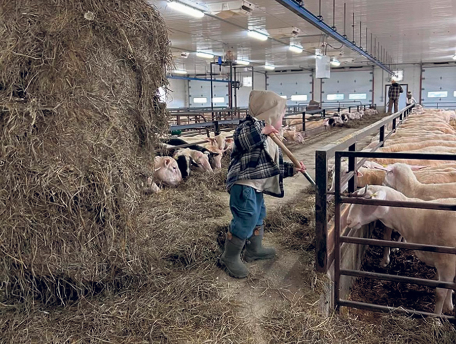 Papa Olivier Beaurivage et maman Audrey Boulet, de l’entreprise Les brebis du Beaurivage, à Lévis, savent que les défis à relever ne manquent pas, même s’ils paraissent énormes. Ce petit bout d’homme travaillant démontre bien que l’important n’est pas la taille que l’on a, mais le cœur qu’on met à l’ouvrage.