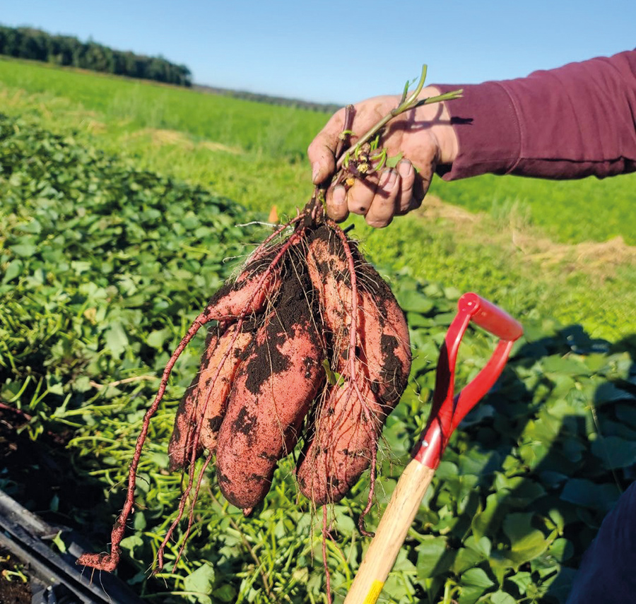 Nordany a testé plus de 10 000 variétés de patates douces jusqu’ici, qu’elle a importées du Pérou. De celles-ci, 24 présentent un potentiel suffisant pour que les recherches se poursuivent, mais il reste encore du travail à faire.