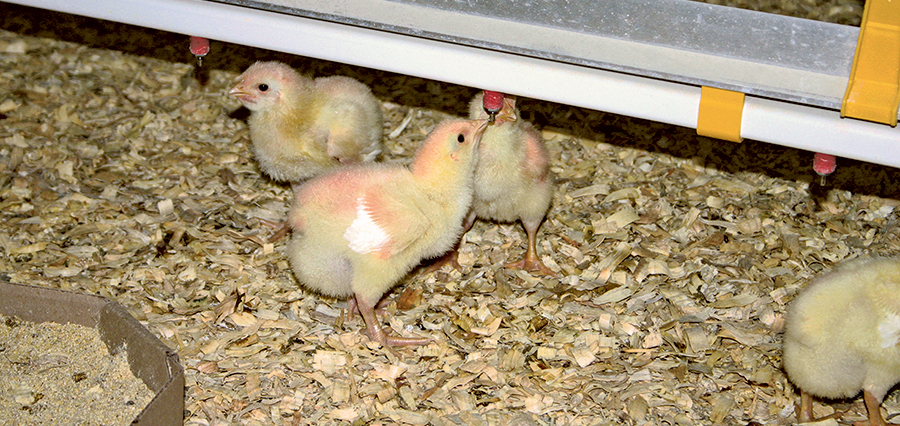 Les systèmes à tétines demeurent la norme dans le poulet. Les différences se jouent souvent dans les détails : résistance des composantes, réduction des fuites, facilité de surveillance et capacité à limiter la contamination. Photo : Archives/TCN