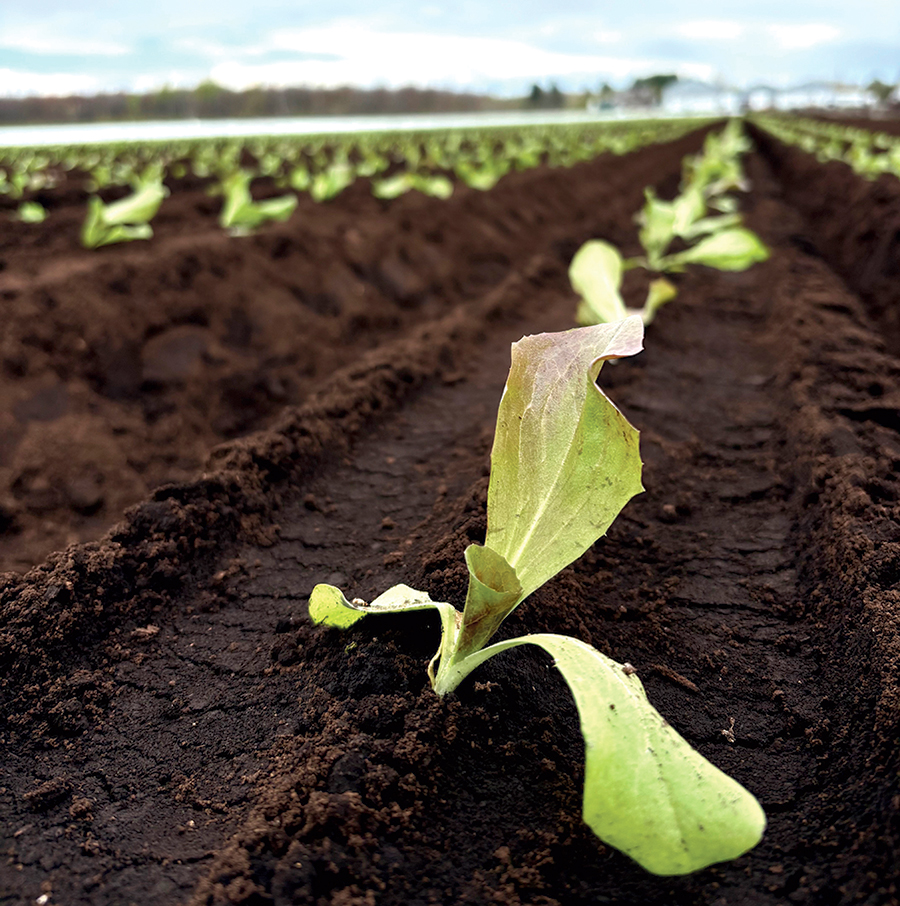 La Ferme Lando est l’une des seules au Québec à cultiver le radicchio à grande échelle, sur environ 15 hectares. Photo : gracieuseté de la Ferme Lando