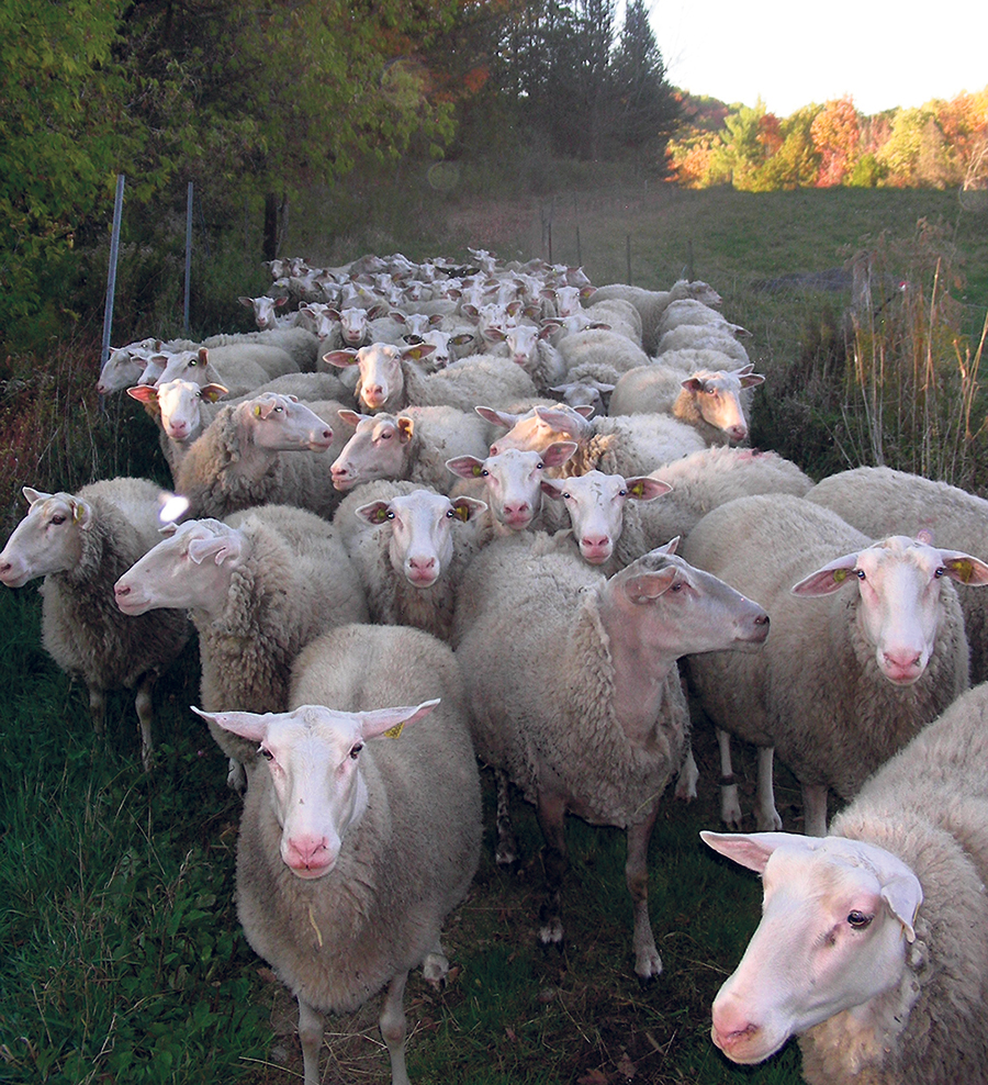 La fromagère a peut-être fait le deuil de son entreprise agroalimentaire, mais ses brebis lui manquent. Photo : Gracieuseté de Marguerite Paradis