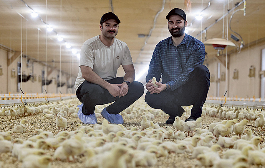 Les frères Sébastien et Guillaume Maltais, de Chicoutimi, produisent de la poulette de 35 jours. Photo : Étienne Gosselin