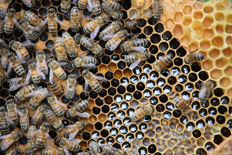 Le parasite Varroa destructor se cache souvent dans le couvain (la substance blanche dans les alvéoles), où il se reproduit plus efficacement.