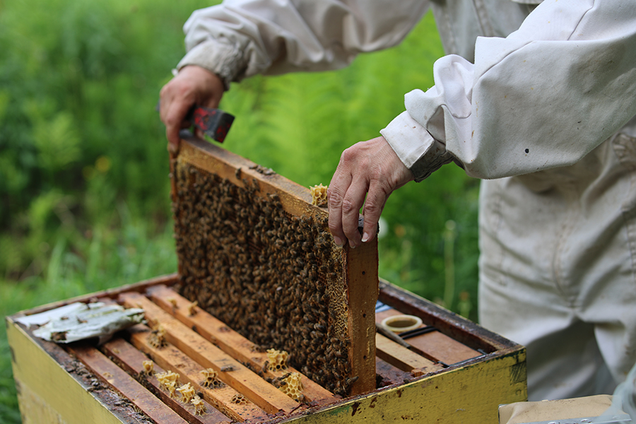 Depuis qu’elle applique une technique de suivi serré pour chaque ruche, l’apicultrice spécialisée dans la production de reines abeilles estime mieux contrôler les pertes reliées au Varroa.