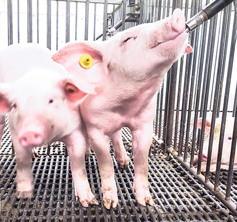 Des recherches ont été réalisées dans l’industrie porcine pour cibler les meilleurs équipements d’abreuvement pour limiter le gaspillage d’eau. Photo : Gracieuseté du CDPQ