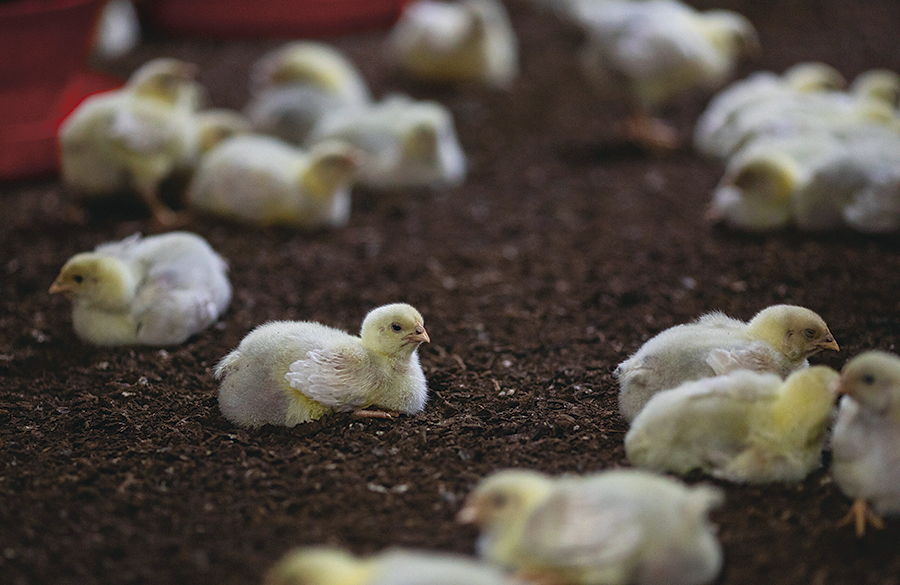 Les poussins arrivent à environ 40 g pour atteindre à terme 2 à 2,5 kg. Photo : Gracieuseté des EVQ