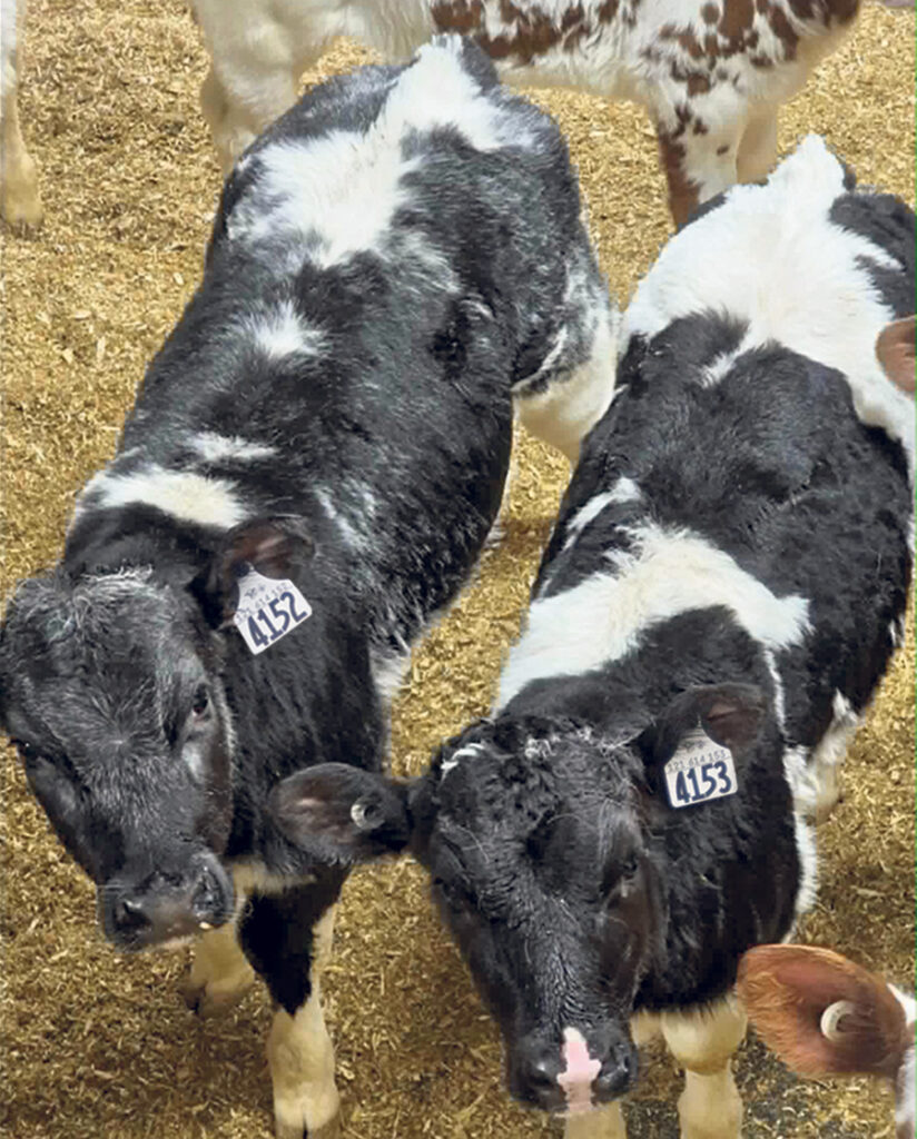 Veaux Holstein croisés Blanc Bleu Belge. Photo : Laetitia Brouard