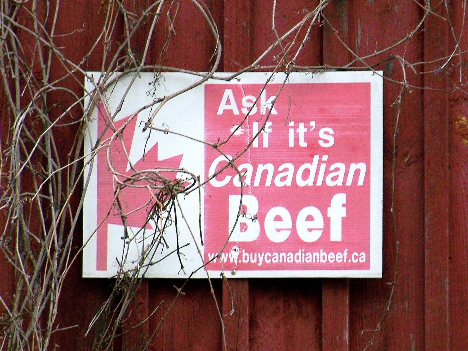 Plusieurs membres de la filière bovine canadienne ont élaboré un ambitieux plan stratégique pour les cinq prochaines années. © Will