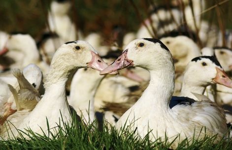 Avec l’annulation de la loi anti-foie gras en Californie, les chefs pourront intégrer à nouveau le foie gras à leur menu. Crédit photo : Archives/TCN