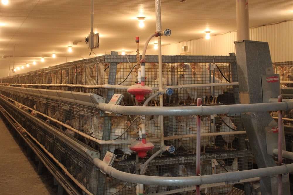 Les Éleveurs de poulettes du Québec bénéficieront d’un prix fixe à 1,75 $ dès le 1er février prochain. © Archives/TCN
