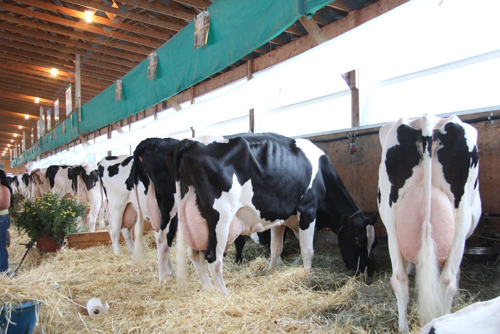 Les troupeaux des Maîtres-éleveurs Holstein se démarquent aux plans de la production laitière, de la conformation, de la reproduction, de la santé et de la longévité. © Archives/TCN