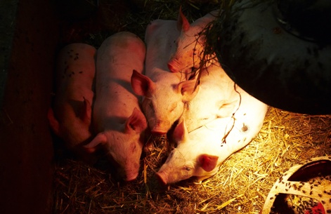 En quelques jours, quatre nouveaux cas de diarrhée épidémique porcine ont été découverts au Québec. Crédit photo : Archives/TCN