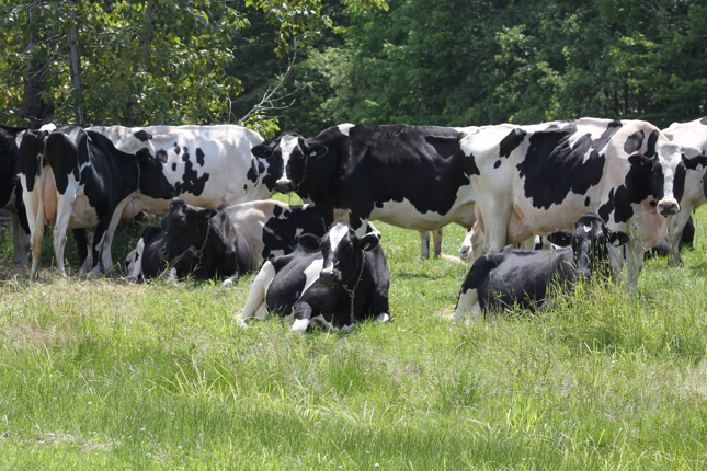 En production laitière biologique, l’efficacité au champ est primordiale. © Archives/TCN