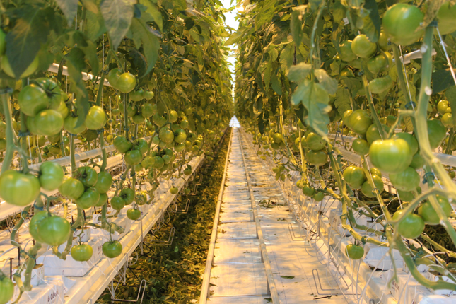 La production de tomates trône toujours au sommet en termes de superficies cultivées en serres. © Martine Giguère