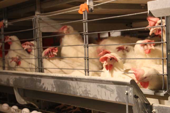 En un mois, 8 % des 300 millions de poules pondeuses américaines ont été décimées. © Martine Giguère
