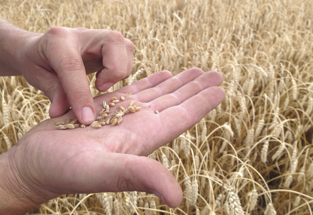 Les frères Durivage sont satisfaits de leur récolte de blé d'automne, mais s'inquiètent un peu pour la qualité. Crédit : Martin Ménard