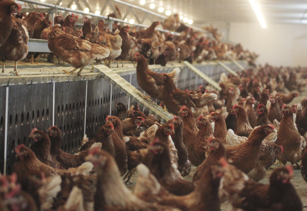 D’ici 10 ans, McDonald’s s’approvisionnera uniquement en œufs de poules en liberté. Ci-contre des poules en liberté à la Ferme St-Ours. Crédit photo : Martine Giguère/TCN
