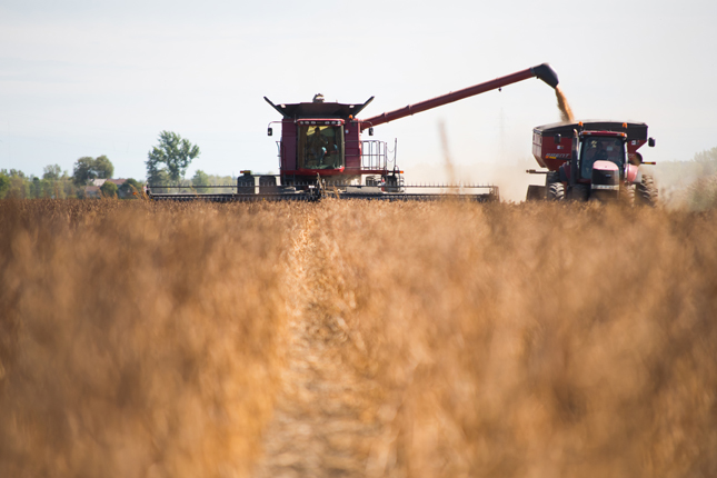 Le grain est particulièrement sec et se détache facilement des gousses dans certaines variétés. Il était temps de récolter! © Martin Ménard