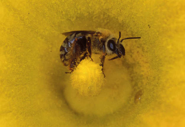 La réduction de l’utilisation des néonicotinoïdes pour la protection des abeilles est l’un des deux axes importants de la nouvelle Stratégie québécoise sur les pesticides. Crédit photo : Archives/TCN