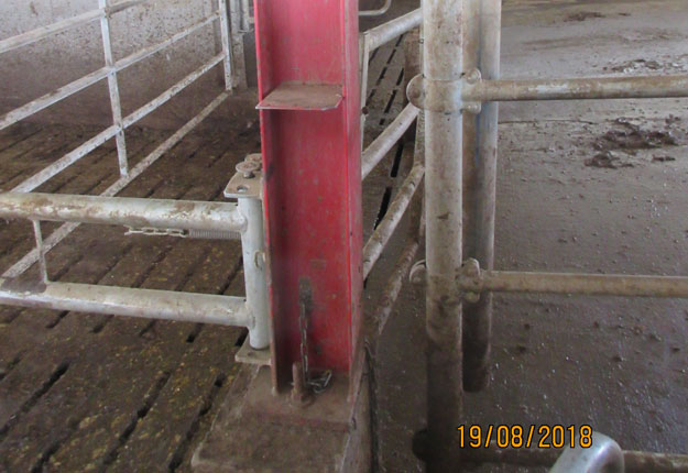 Benchen Adonias Bala Lopez s’est coincé le cou entre le poteau de la barrière mécanique en mouvement et celui de la structure de l’aire d’attente des vaches. Photo : Gracieuseté de la CNESST