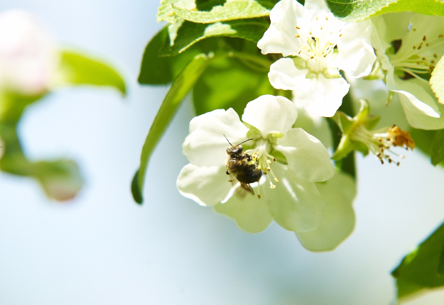 Les services de pollinisation sont une source de revenus très importants pour les apiculteurs. L’Université Laval entend y mettre à contribution les avancées scientifiques réalisées par la nouvelle chaire d’enseignement en sciences apicoles. Crédit photo : Martin Ménard/TCN