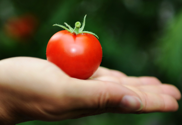 La subvention du MAPAQ donne un coup de pouce aux Serres Jardins-Nature, un fleuron québécois en production de tomates biologiques. Crédit photo : Archives/TCN