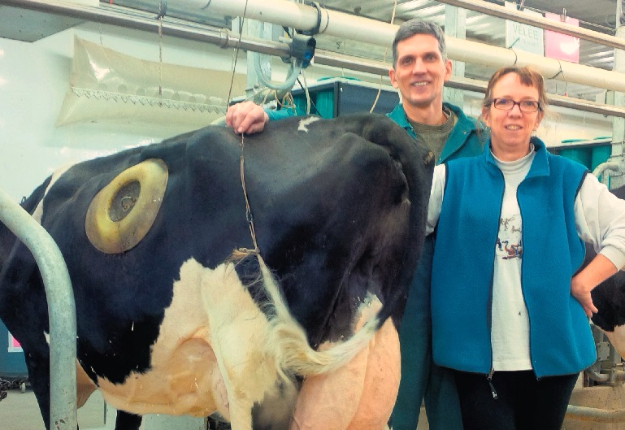 Les chercheurs Hélène Lapierre et Daniel Ouellet mesurent dans le détail les besoins nutritifs des vaches laitières grâce aux animaux de leur laboratoire. Crédit photo : Agriculture et Agroalimentaire Canada