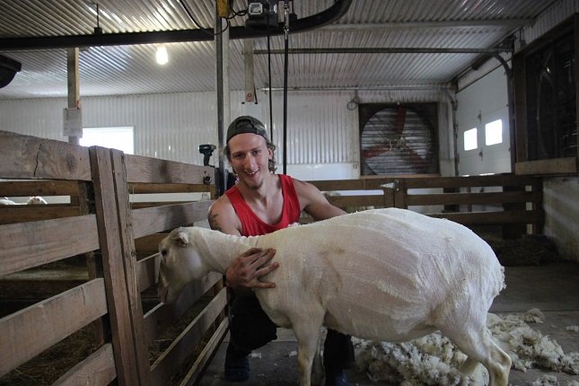 Jean-Michel Popik est tondeur de moutons, un métier qui lui permet de relever des défis. Crédit photo : Martine Giguère